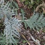 Cynara cardunculus habit picture by Pierre Bonnet (cc-by-sa)
