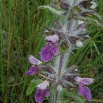 Stachys heraclea flower picture by Llandrich anna (cc-by-sa)