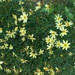 Coreopsis verticillata flower picture by Vetmohn (cc-by-sa)
