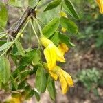 Caragana arborescens flower picture by руслан застава (cc-by-sa)