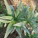 Echium candicans leaf picture by val d (cc-by-sa)