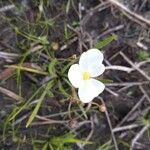 Sagittaria isoetiformis flower picture by cthulhu mittens (cc-by-sa)