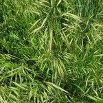 Bromus sterilis leaf picture by Vlado Polis (cc-by-sa)