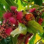Syzygium malaccense fruit picture by Eva Antunes (cc-by-sa)