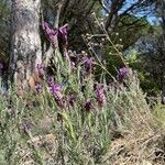 Lavandula stoechas flower picture by Denis Barron (cc-by-sa)