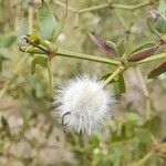 Larrea divaricata fruit picture by Trap Hers (cc-by-sa)