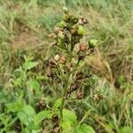 Scrophularia nodosa fruit picture by Bernadette Gaspardel (cc-by-sa)