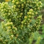 Artemisia biennis flower picture by Maxime Bélanger (cc-by-sa)