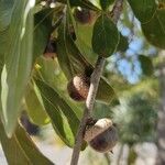 Quercus nigra fruit picture by Chris Griggs (cc-by-sa)