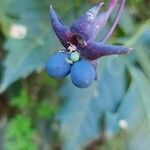 Tropaeolum pentaphyllum fruit picture by martins treiciany (cc-by-sa)