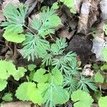 Dicentra canadensis leaf picture by ashley gulrud (cc-by-sa)