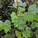 Malva verticillata habit picture by Sabina Hartmann (cc-by-sa)
