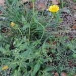 Sonchus tenerrimus habit picture by K Ananas (cc-by-sa)