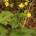 Ranunculus cortusifolius habit picture by Szabolcs Frater (cc-by-sa)