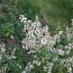 Aloysia citrodora flower picture by randos csms (cc-by-sa)
