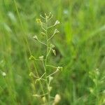 Camelina microcarpa fruit picture by Börner-Busler Wolfi (cc-by-sa)