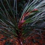 Pinus radiata leaf picture by Jörg D (cc-by-sa)