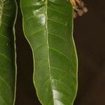 Vismia sessilifolia leaf picture by R. Tournebize (cc-by-sa)