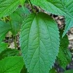 Boehmeria cylindrica leaf picture by Leslie M (cc-by-sa)