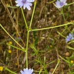 Cichorium pumilum habit picture by Martin Bishop (cc-by-sa)