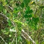 Zanthoxylum fagara leaf picture by Ivanot Estenoz Mendoza (cc-by-sa)