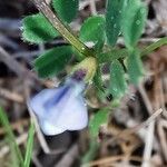 Vicia lathyroides leaf picture by Benito Soto Fernando (cc-by-sa)