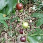 Flacourtia jangomas fruit picture by widjatmiko ary pramono (cc-by-sa)