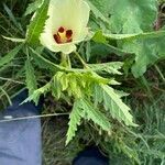 Abelmoschus esculentus flower picture by David Laming (cc-by-sa)