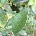 Amomyrtus meli leaf picture by Daniel Barthelemy (cc-by-nc)