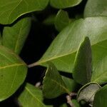 Eugenia hypargyrea leaf picture by Nelson Zamora Villalobos (cc-by-nc)