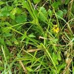 Carex comosa habit picture by Ken Borgfeldt (cc-by-sa)