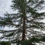 Cedrus deodara habit picture by TSys (cc-by-sa)