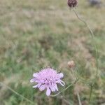 Scabiosa columbaria flower picture by Balázs György (cc-by-sa)