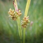 Carex pallescens fruit picture by Florian André (cc-by-sa)