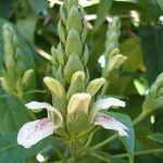 Justicia adhatoda flower picture by Christina Dollinger (cc-by-sa)