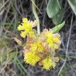 Eriogonum flavum flower picture by vanessa m (cc-by-sa)