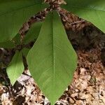 Magnolia fraseri leaf picture by mainlymaren (cc-by-sa)