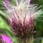 Cirsium tuberosum fruit picture by Francois Mansour (cc-by-sa)
