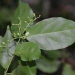 Chiococca alba leaf picture by Nelson Zamora Villalobos (cc-by-nc)