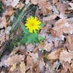 Hieracium sabaudum flower picture by Miroslav Miroslav (cc-by-sa)
