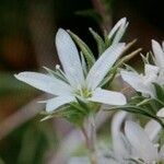 Arenaria tetraquetra flower picture by Ignasi Tejedor (cc-by-sa)