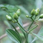 Eumachia microdon fruit picture by Nelson Zamora Villalobos (cc-by-nc)