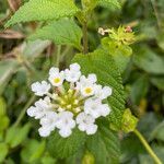 Lantana undulata flower picture by Brazil Coruja (cc-by-sa)