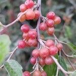 Elaeagnus umbellata fruit picture by David Hinds (cc-by-sa)