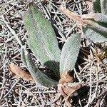Arnica montana leaf picture by xavsis (cc-by-sa)