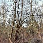 Prunus cerasus habit picture by Guy DR (cc-by-sa)