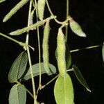Calopogonium galactioides fruit picture by Nelson Zamora Villalobos (cc-by-nc)