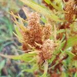 Rumex maritimus flower picture by Muge 57 (cc-by-sa)