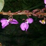Dioclea violacea flower picture by Nelson Zamora Villalobos (cc-by-nc)