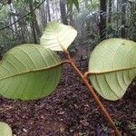 Ocotea gomezii leaf picture by Nelson Zamora Villalobos (cc-by-nc)